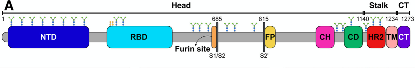 Schematic of the full-length SARS-CoV-2 S protein primary structure 