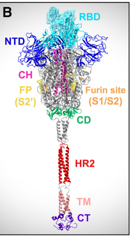 S protein assembly