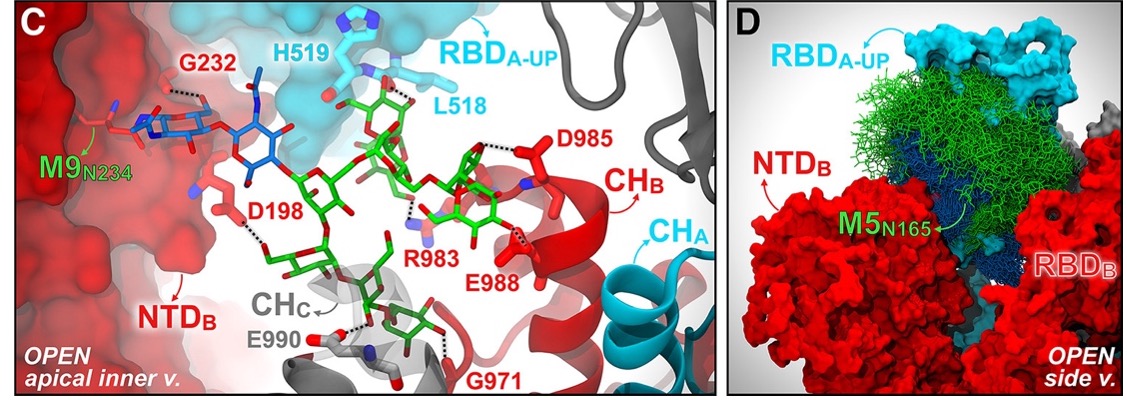 Hydrogen bond interactions of N-glycans at N234 and N165