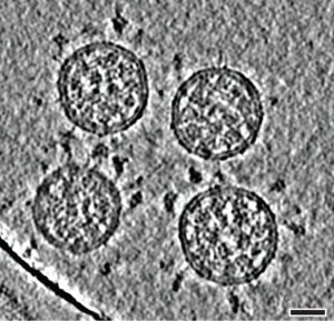 cryo-ET images of virions