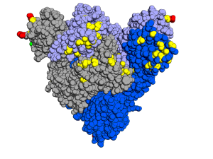 Mutations in the Omicron variant (top view)