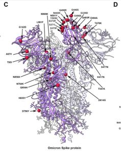 Omicron spike protein (ribbon)