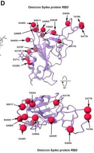 Omicron spike protein RBD