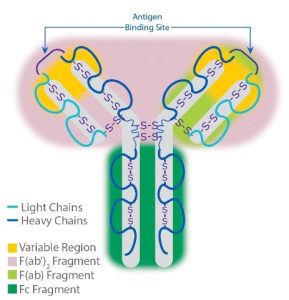 Antibody structure