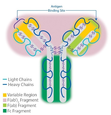 Antibody structure