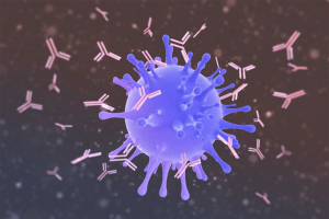 Computer illustration showing antibodies (pink) attacking a virus particle (blue)