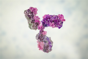 immunoglobulin G antibody molecule: a computer model