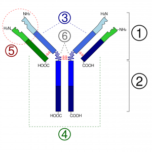 Antibody schematic; circled region depicts paratope location