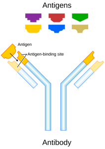 Antigen (key) and antibody (lock) model