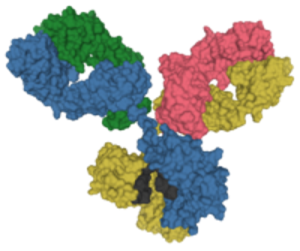 antibody 3-D structure