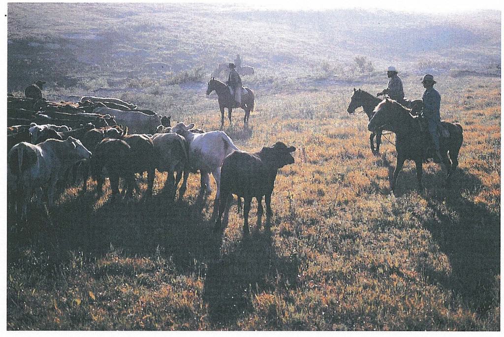 Flint Hills Cattle Ranching