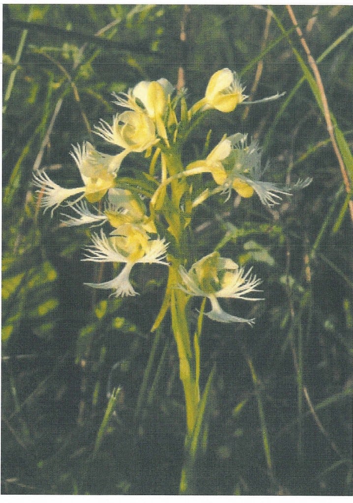 50.2 Fringed Orchid