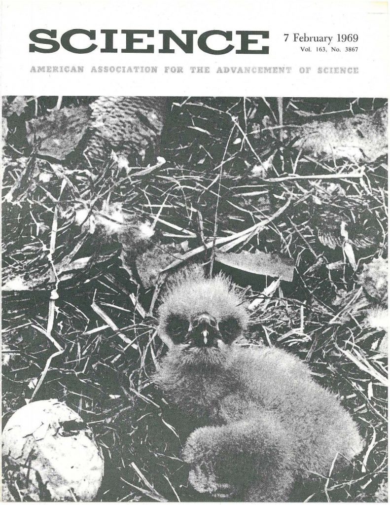 Eaglet and an egg (which never hatched) were photographed in April 1965 in a nest on the Muskegon River in Michigan. The chipped, flaked condition of the egg is ascribed to a calcium deficiency attributable to residues of DDT or its metabolites in the parent. University of Wisconsin wildlife ecologist Joseph J. Hicj(ey, who calls DDT a 