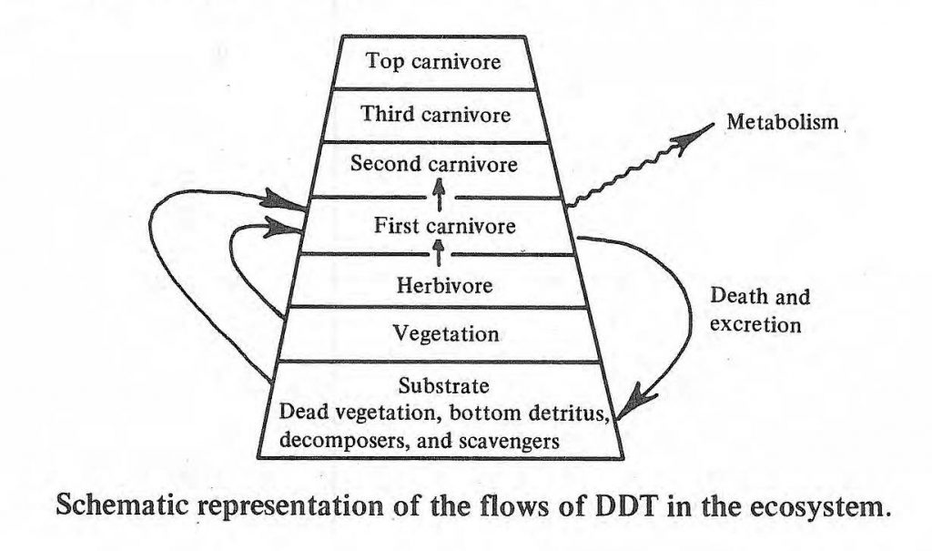Trophic Pyramid; DDT flows