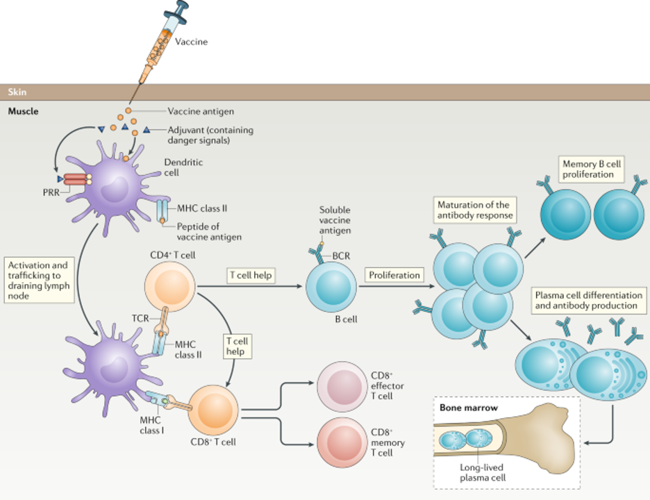 Generation of immune response to a vaccine