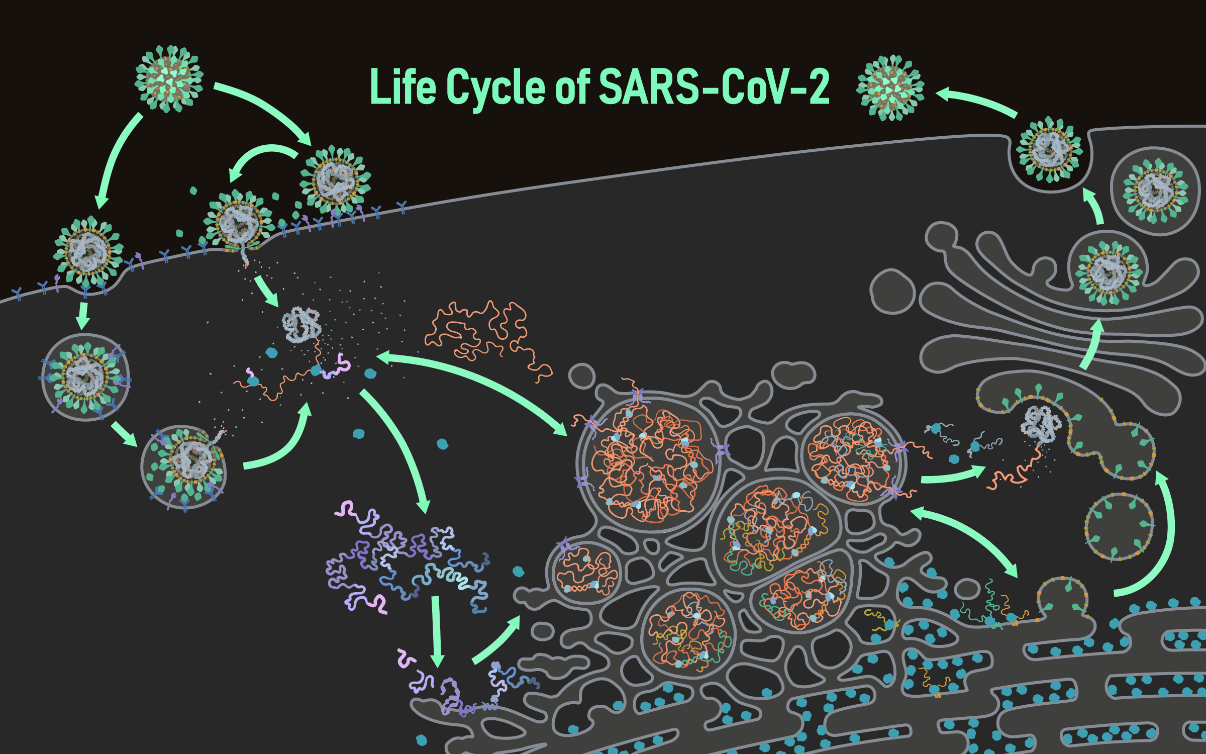 Life cycle of SARS-CoV-2 coronavirus
