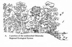 Undisturbed Ocklawaha Regional Ecosystem