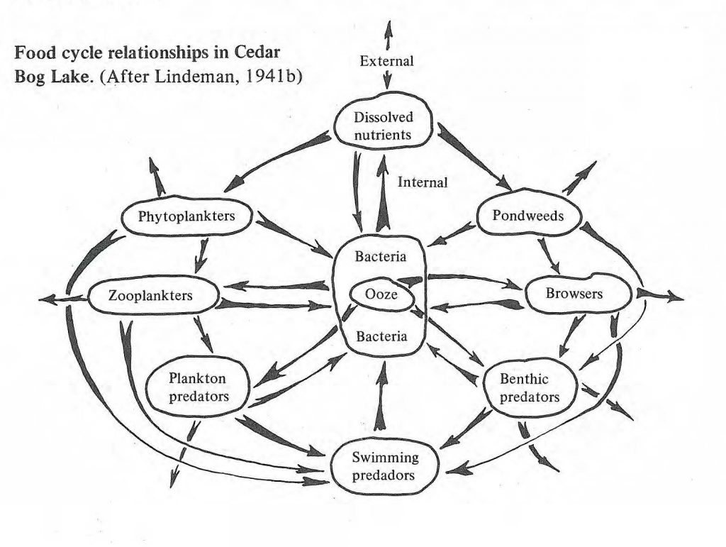 Food cycle relationships in Cedar Bog Lake