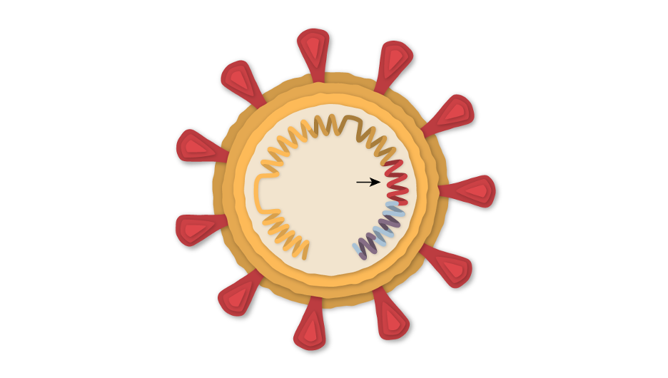 coronavirus; spike RNA 