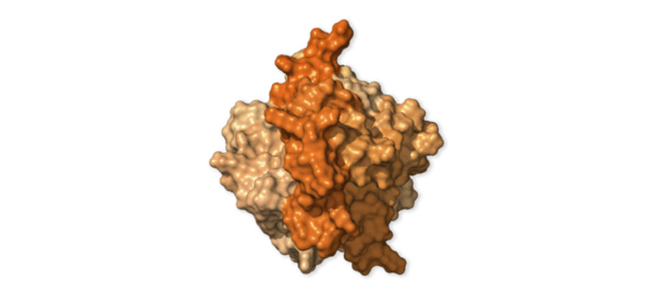 ORF3a protein
