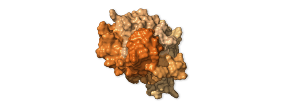 Membrane protein M