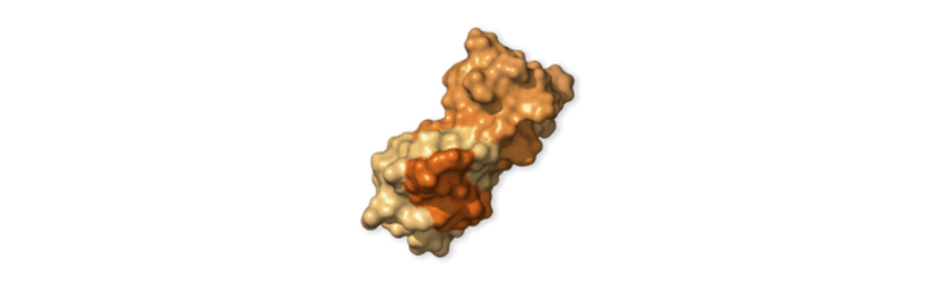 Accessory protein ORF6