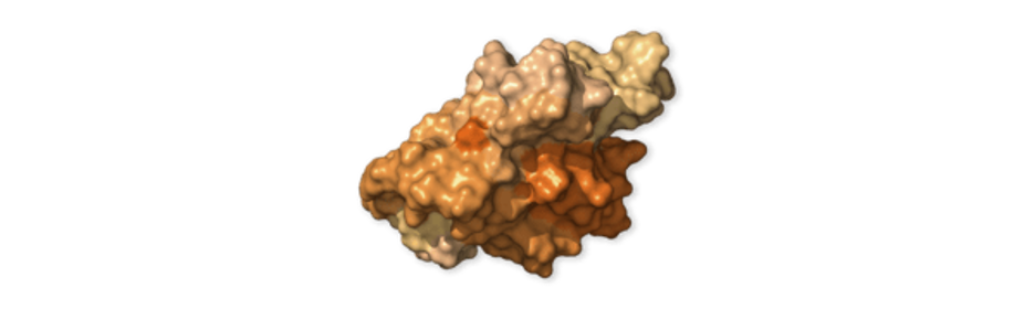 accesory protein ORF8