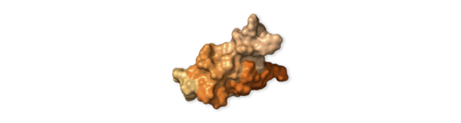 "mystery" protein ORF10
