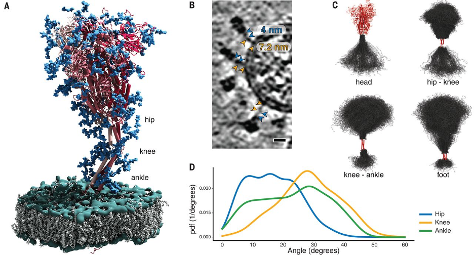 MD simulations of SARS-CoV-2 S protein