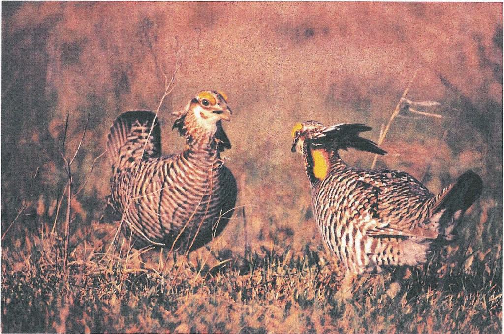 57.1 Greater Prairie Chickens