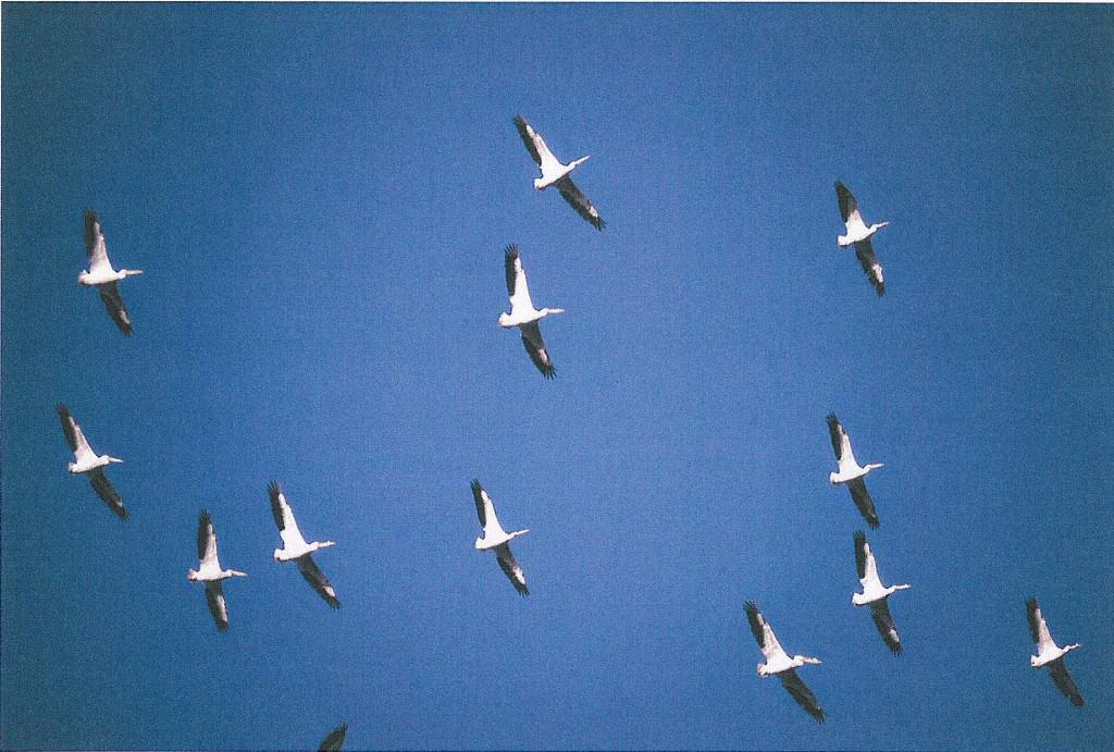 57.2 White Pelicans