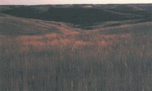 81.1 Tallgrass prairie at Konza