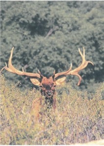 Bull Elk in the Tallgrass Prairie