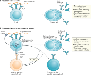 Immune responses to conjugate vaccines