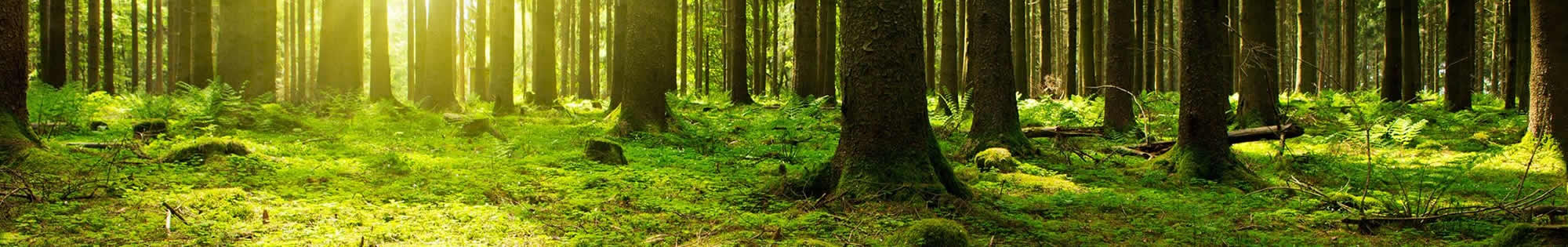 Environment: forest floor