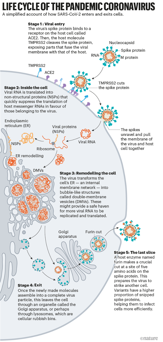 Life cycle of pandemic coronavirus