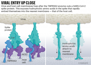 Viral entry